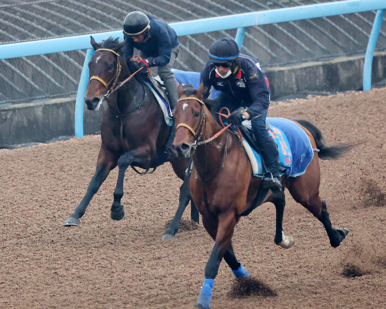 ルクソールカフェ（左）は美浦ウッドでサトノカルナバルと併せて追い切られた（撮影・丹羽敏通）