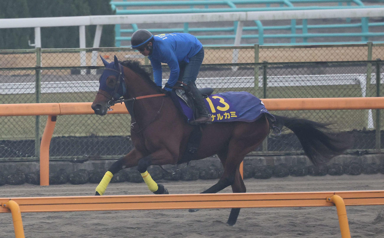 ダートコースで運動するナルカミ（撮影・丹羽敏通）
