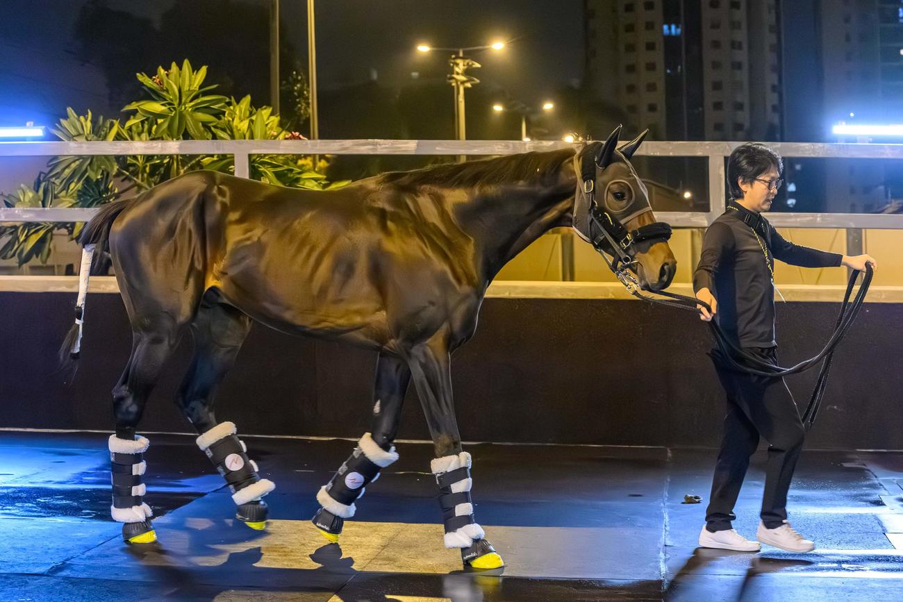 3日夜、香港に到着したロードデルレイ（C）The　Hong　Kong　Jockey　Club