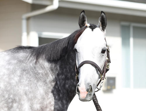 元気そうな顔」「ヨクエロマンボー！」「みんなカワイイ」中山競馬場の