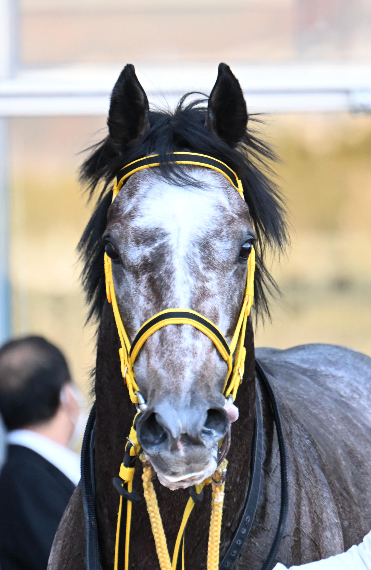 新馬戦を制したエルハーベン（撮影・和賀正仁）