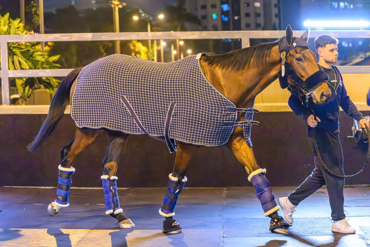 香港のシャティン競馬場に到着したゴリアット（（C）The Hong Kong Jockey Club）