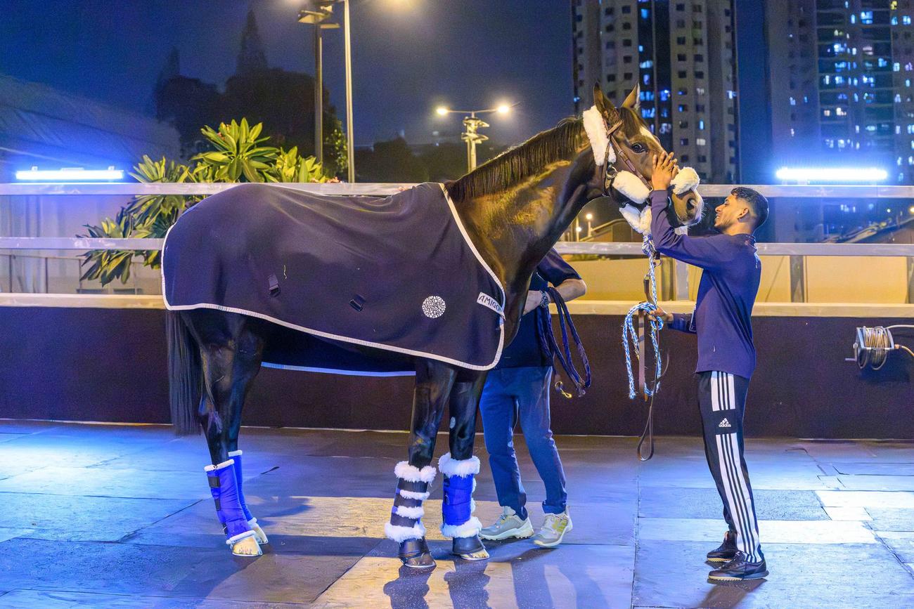 香港のシャティン競馬場に到着したソジー（（C）The Hong Kong Jockey Club）