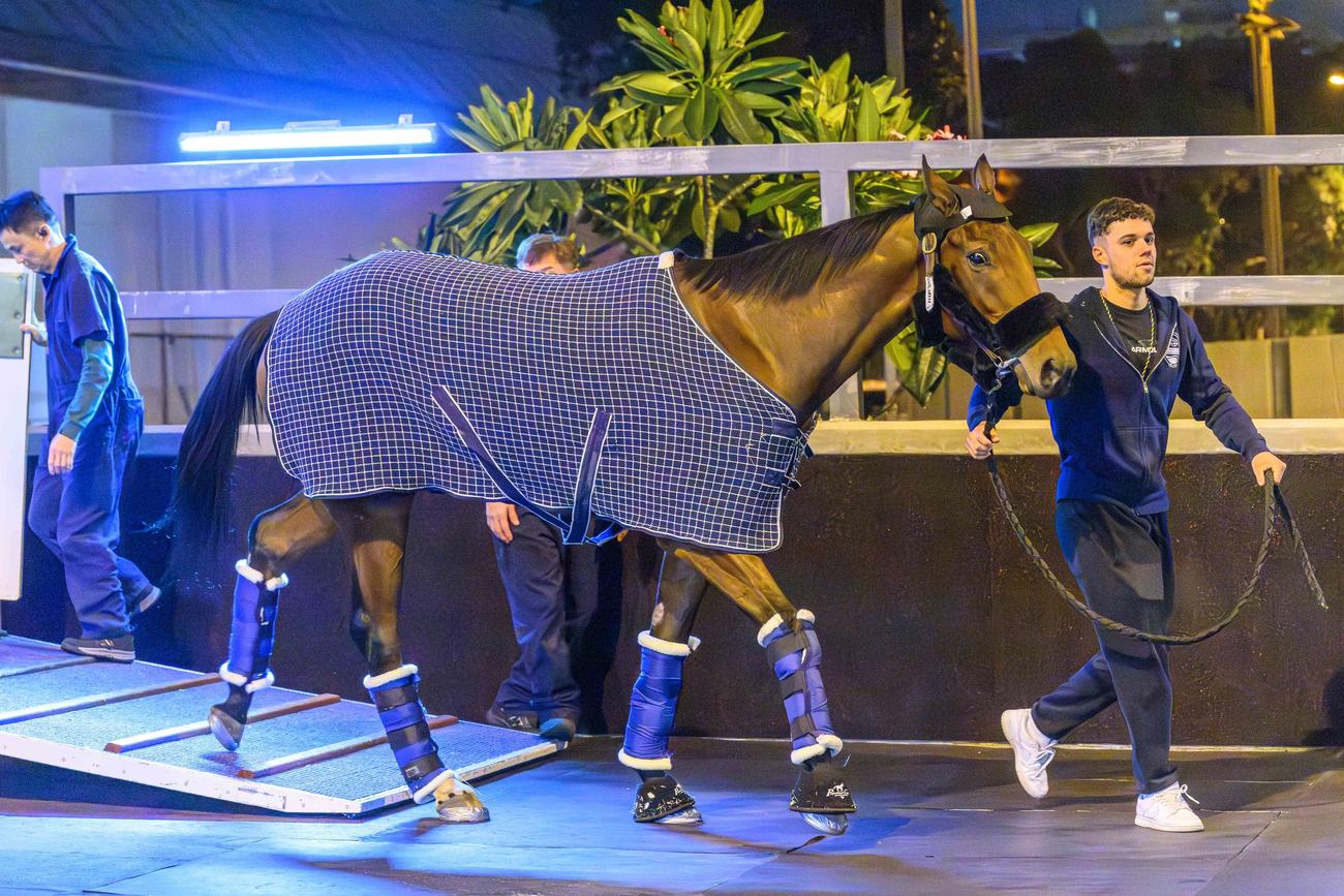 香港のシャティン競馬場に到着したゴリアット（（C）The Hong Kong Jockey Club）