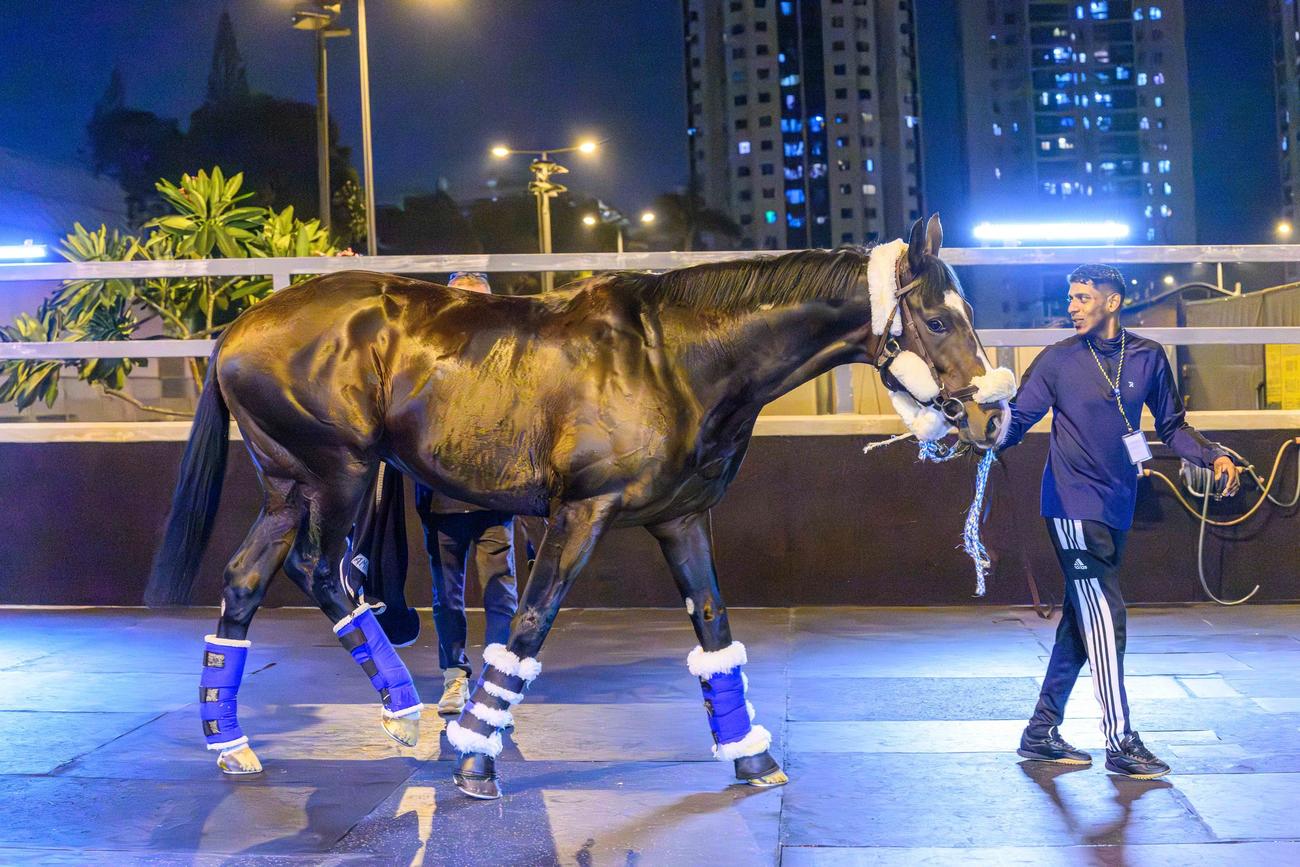 香港のシャティン競馬場に到着したソジー（（C）The Hong Kong Jockey Club）
