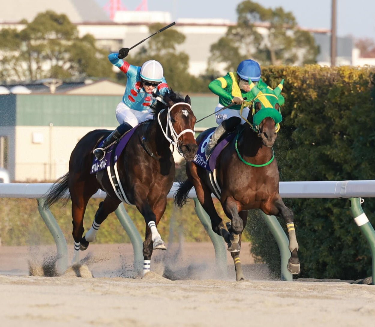 チャンピオンズC2着に敗れたウィルソンテソーロ（右）。左は勝ったダブルハートボンド（撮影・上田博志）