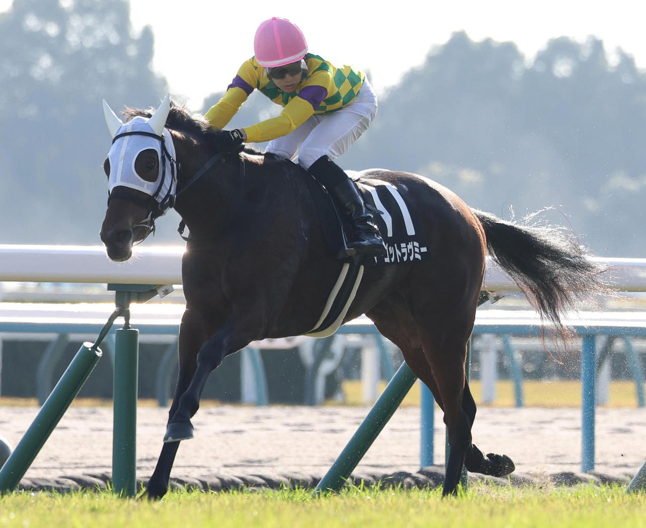 11月30日、白菊賞を制したマーゴットラヴミー