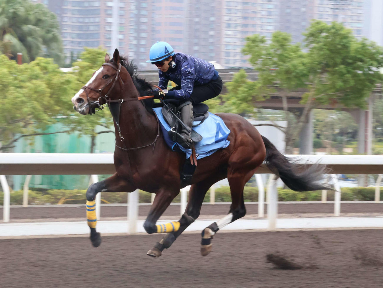 香港カップへ向けて最終追い切りを行ったローシャムパーク（撮影・深田雄智）