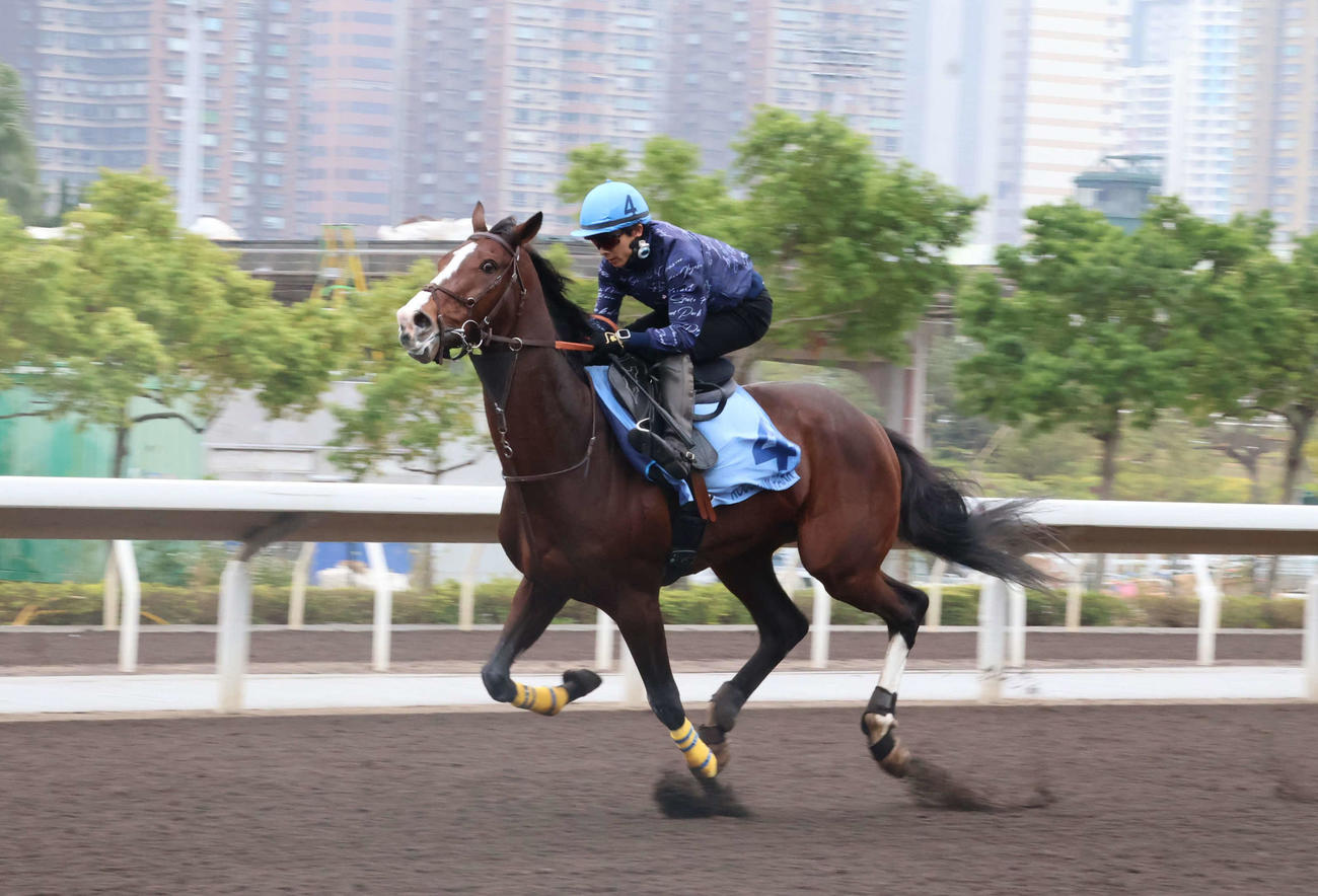 香港カップへ向けて最終追い切りを行ったローシャムパーク（撮影・深田雄智）