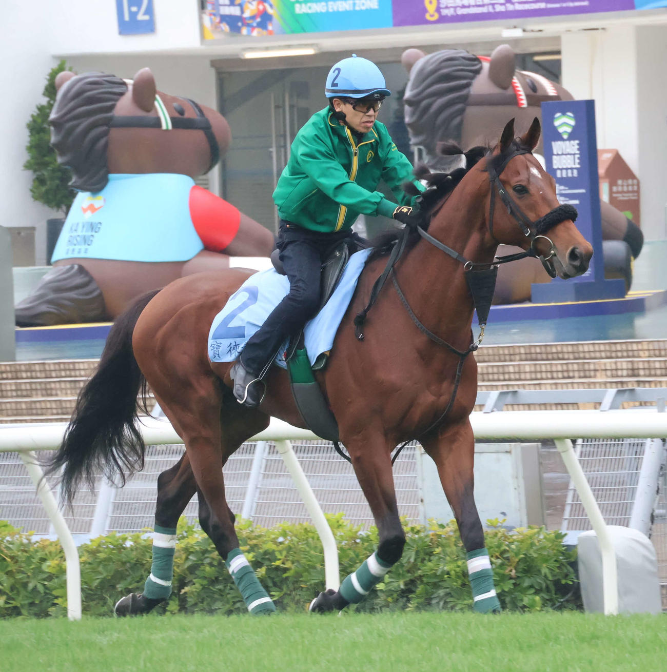 香港カップへ向けた最終追い切りのため、上村調教師を背に馬場入りするベラジオオペラ（撮影・深田雄智）