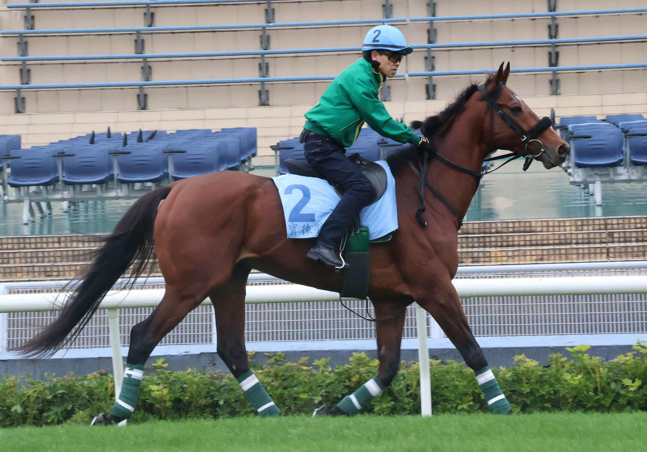 香港カップへ向けた最終追い切りのため、上村調教師を背に馬場入りするベラジオオペラ（撮影・深田雄智）