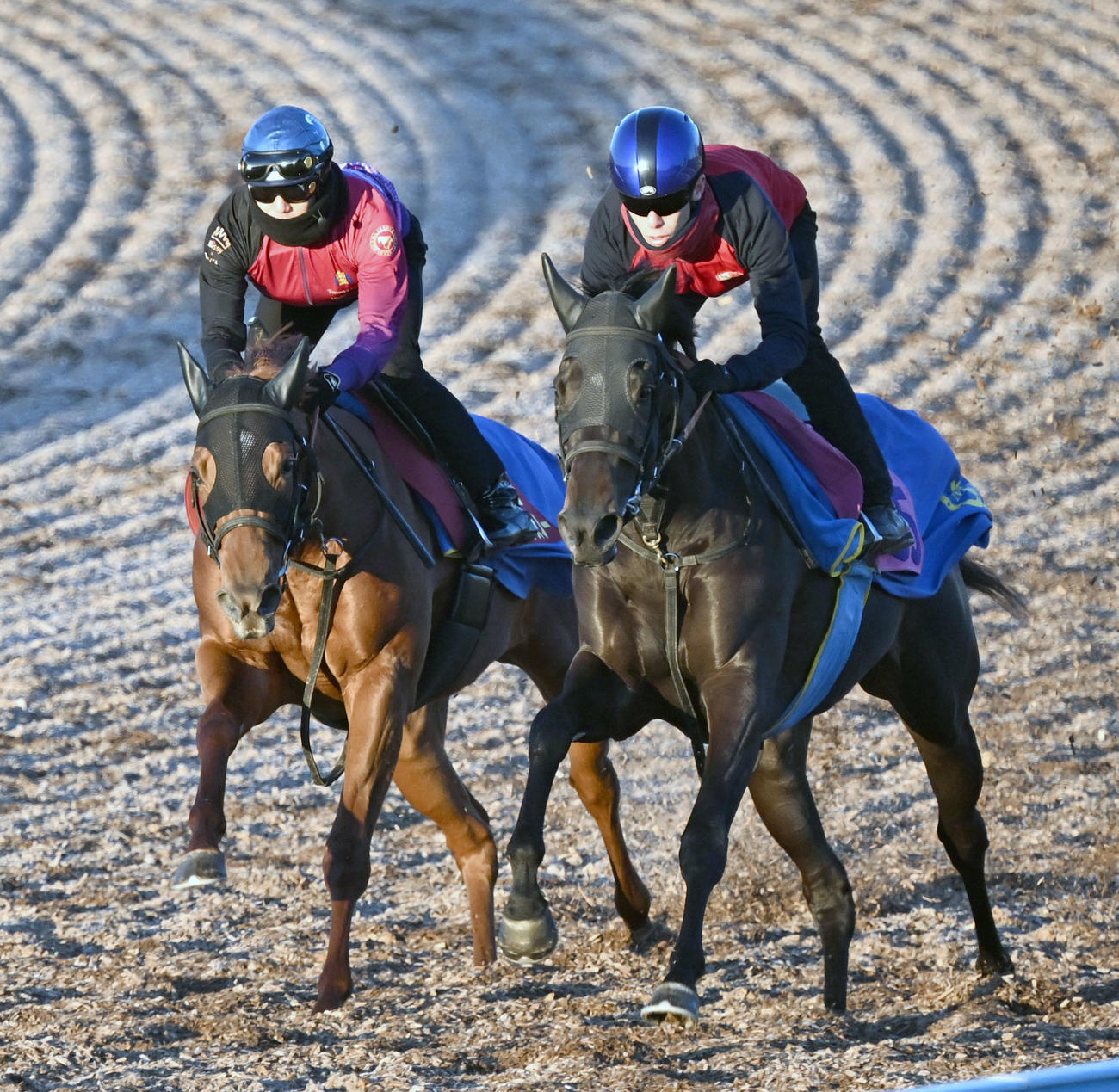 美浦ウッドを2頭併せで追い切るラスティングスノー（左）（撮影・千葉一成）