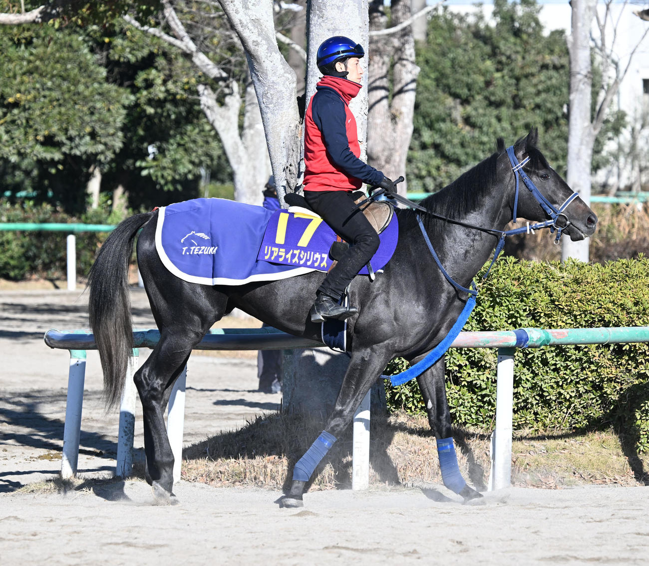 津村騎手を背に乗り運動するリアライズシリウス（撮影・千葉一成）