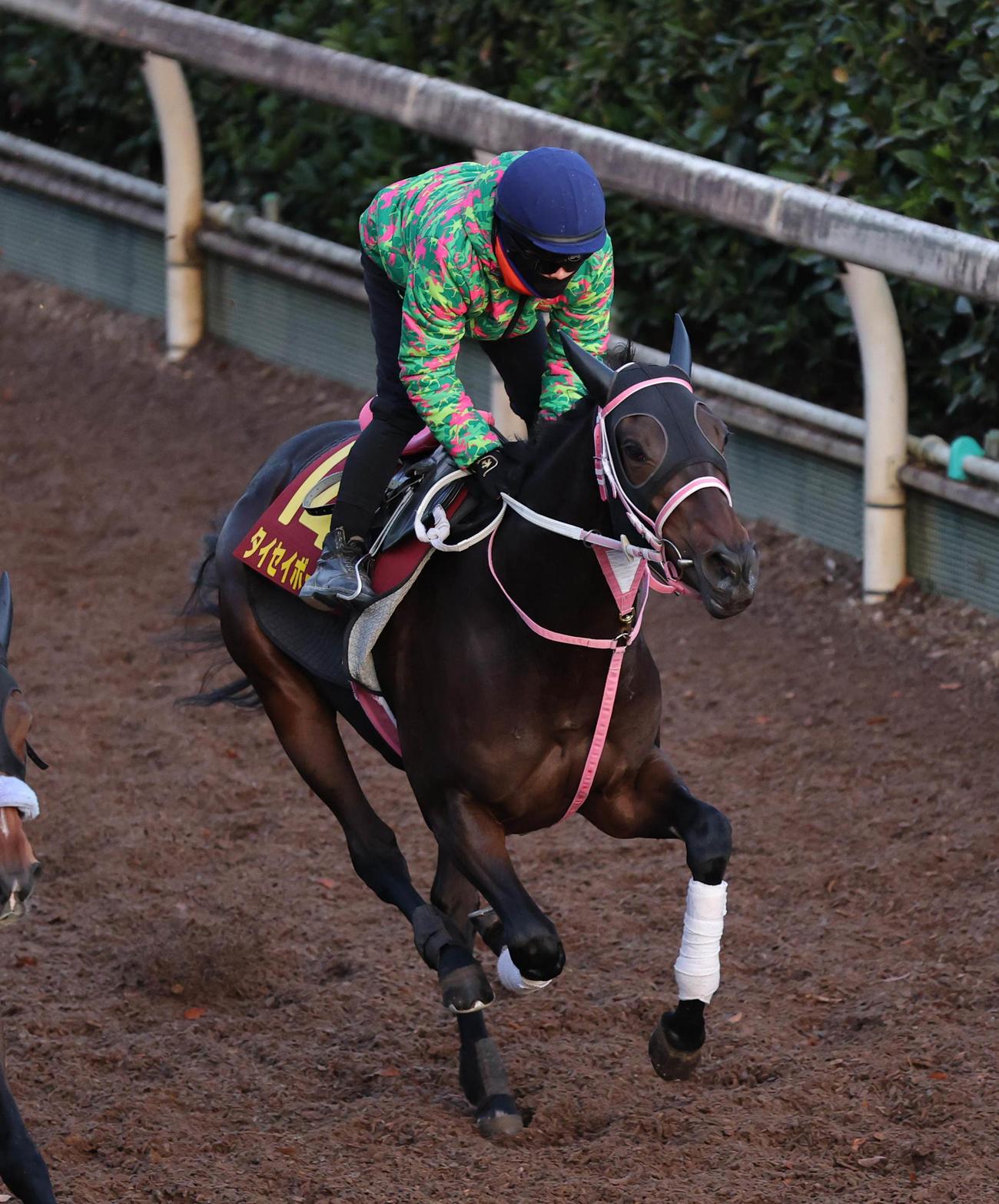 10日、西村淳也騎手を背に単走で坂路コースを追い切るタイセイボーグ