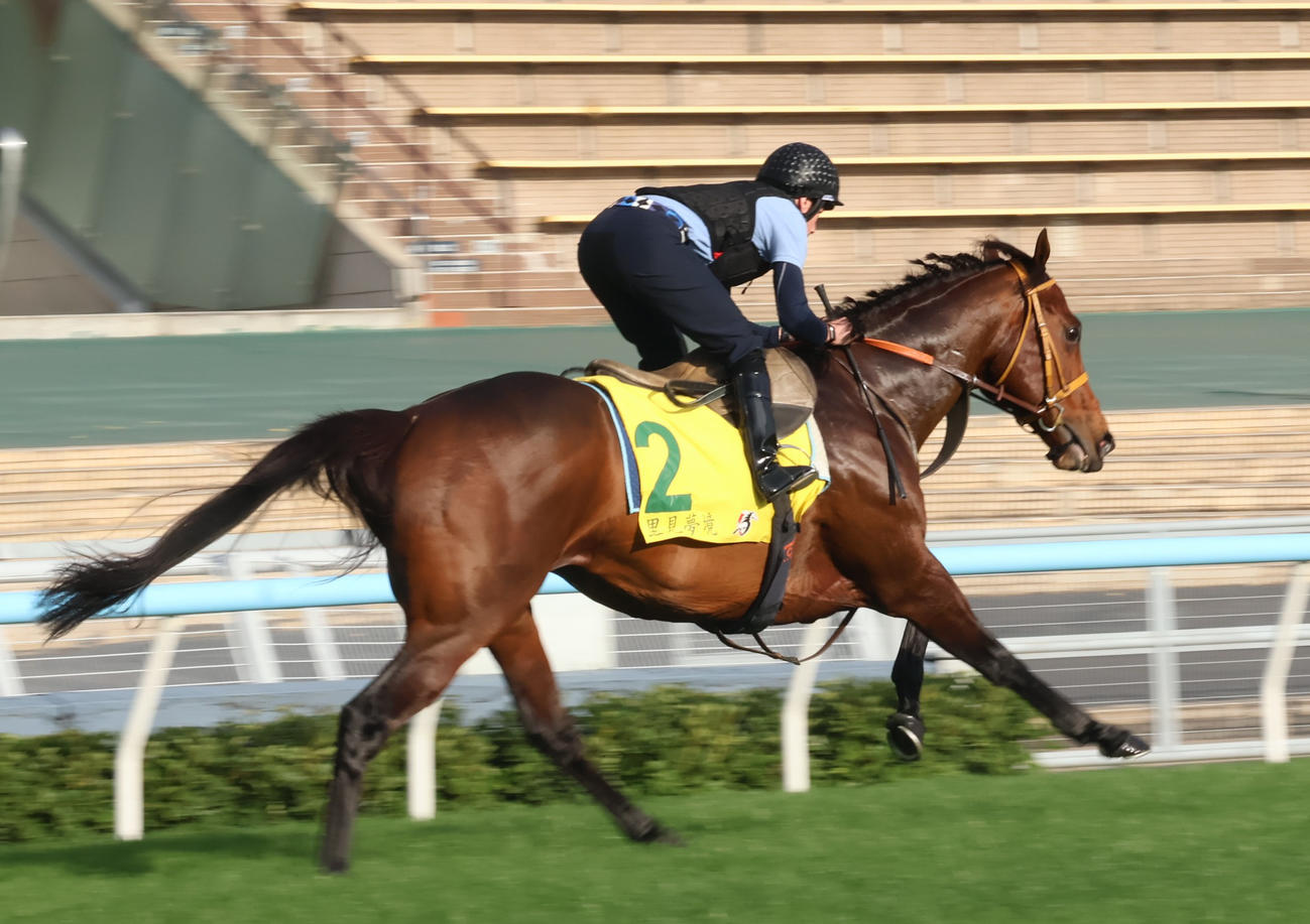 香港スプリントに出走するサトノレーヴはムーア騎手を背に追い切り（撮影・深田雄智）