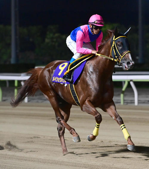 メイショウハリオ ワイン 4本セット競馬 馬 JRA ウマ娘 競走馬 メイショウ メイショウハリオ (Meisho Hario) | 競走馬データ - netkeiba