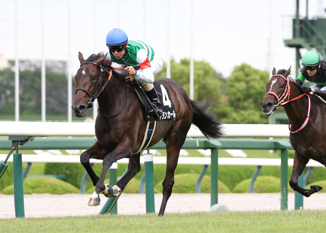 野路菊Sを快勝したアランカール