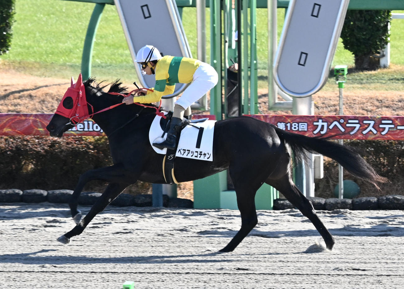 中山1R、2歳牝馬限定の未勝利戦を制したベアアッコチャンと木幡巧騎手（撮影・千葉一成）