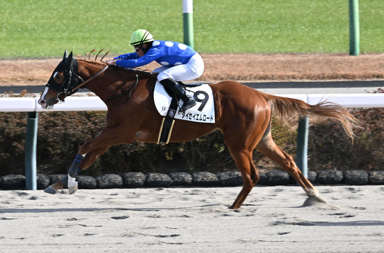 中山6R、2歳新馬戦を制したタイセイエムロードと石田騎手（撮影・千葉一成）