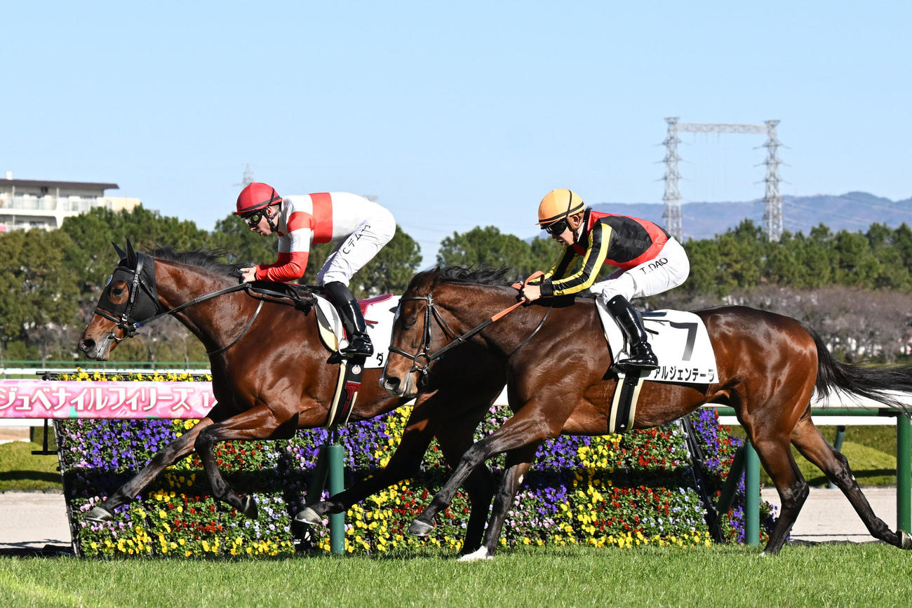 阪神5R新馬戦1着のダノンハドソン（左）と2着のアルジェンテーラ（撮影・滝沢美穂子）