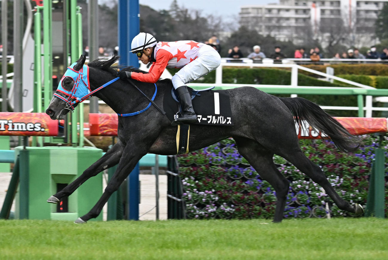 黒松賞を制したマーブルパレスと石橋騎手（撮影・千葉一成）
