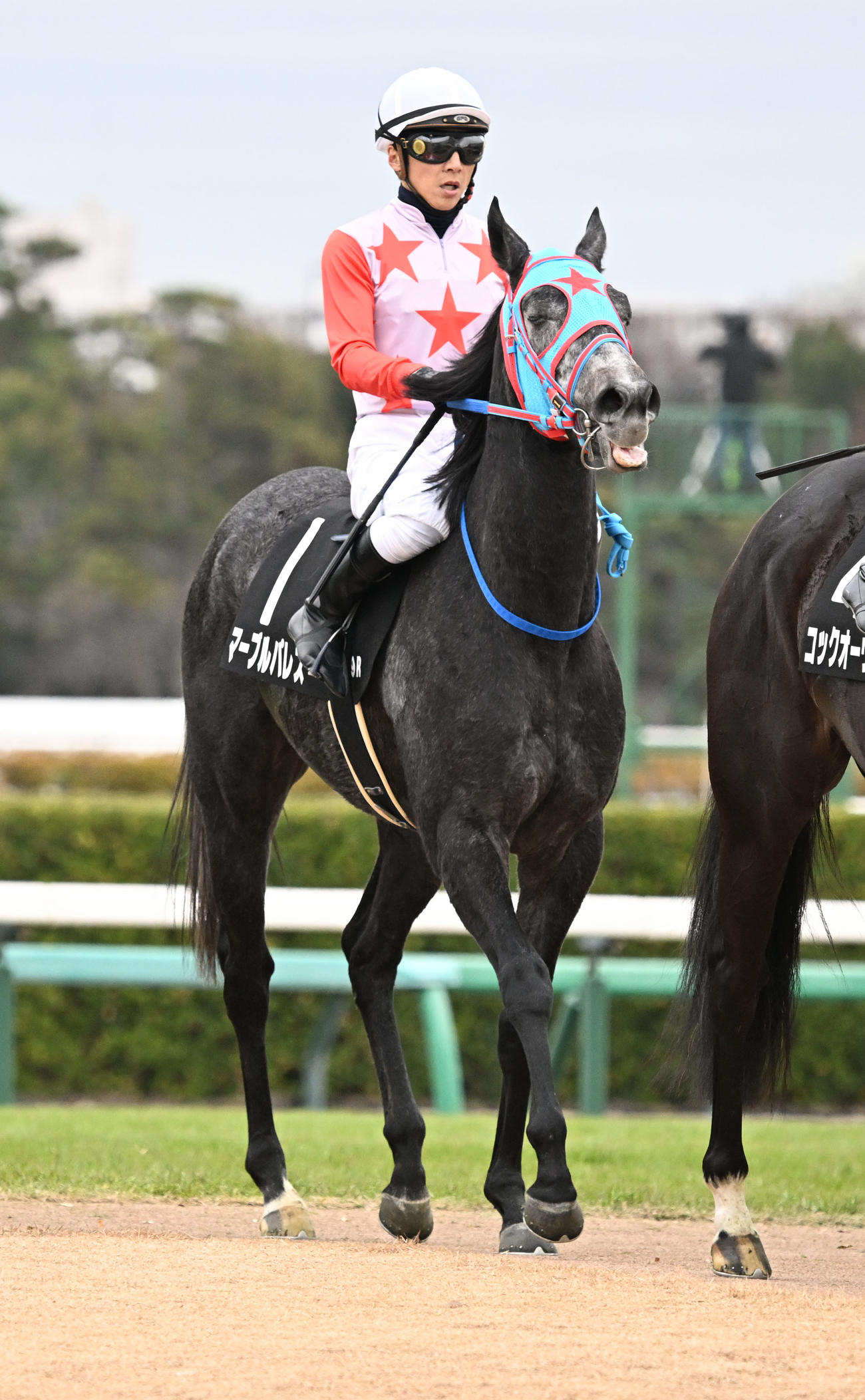 黒松賞を制したマーブルパレスと石橋騎手（撮影・千葉一成）