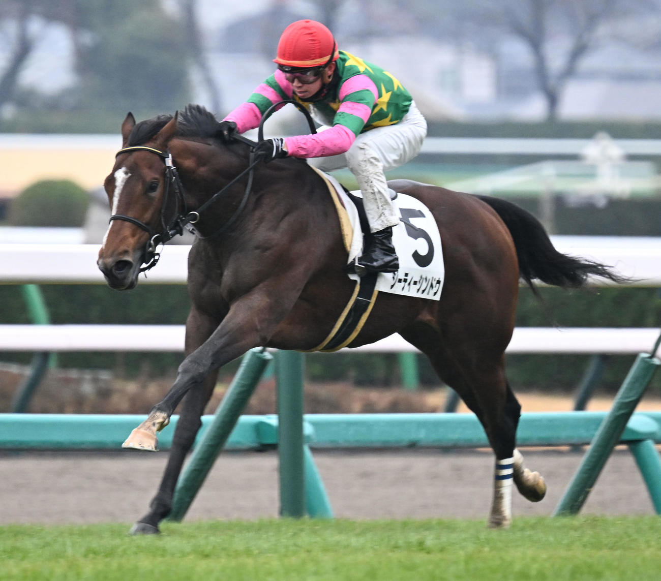 中山5R、2歳新馬戦を制したジーティーシンドウと菅原明騎手（撮影・千葉一成）