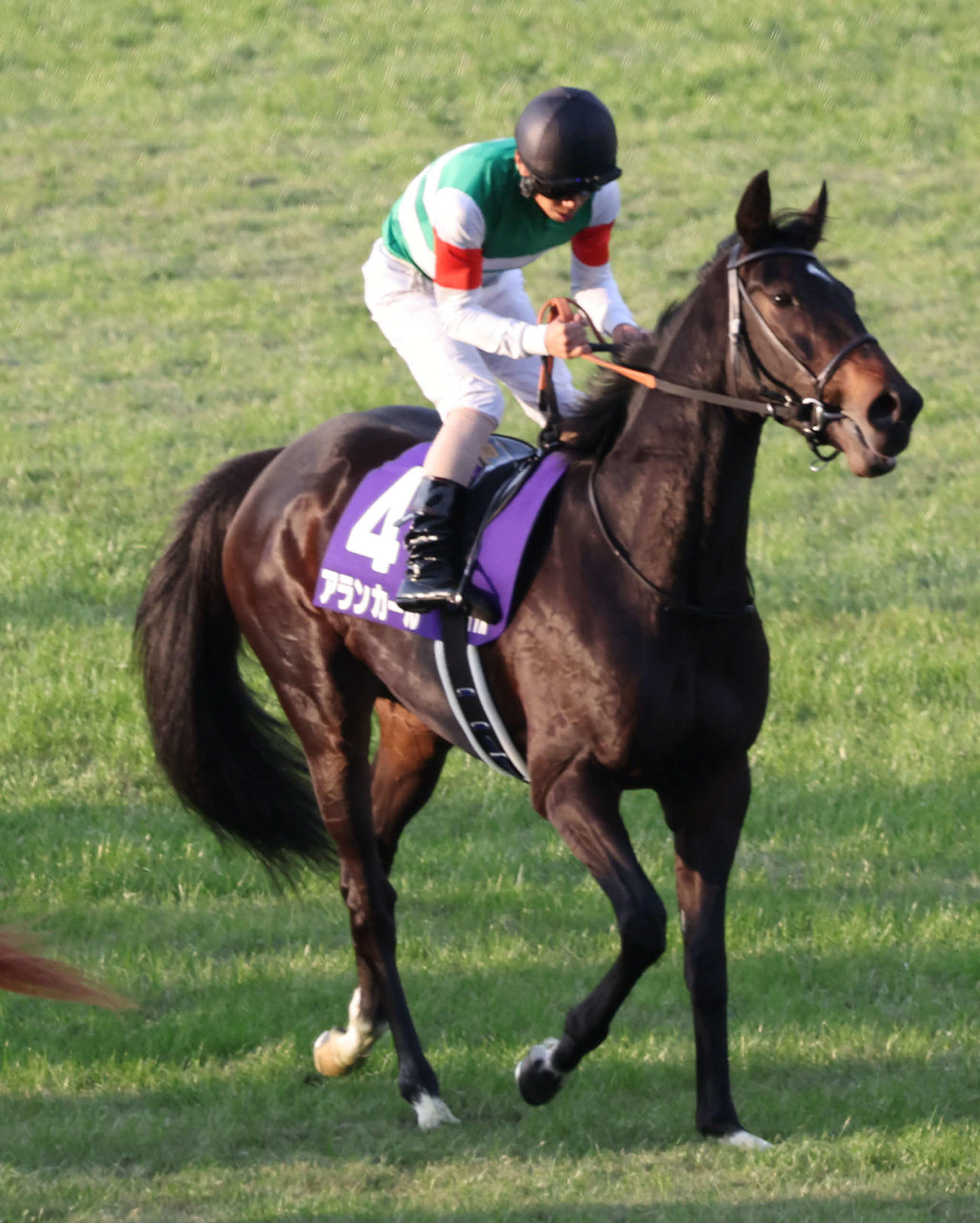阪神JF5着に敗れた1番人気のアランカール（撮影・西尾就之）
