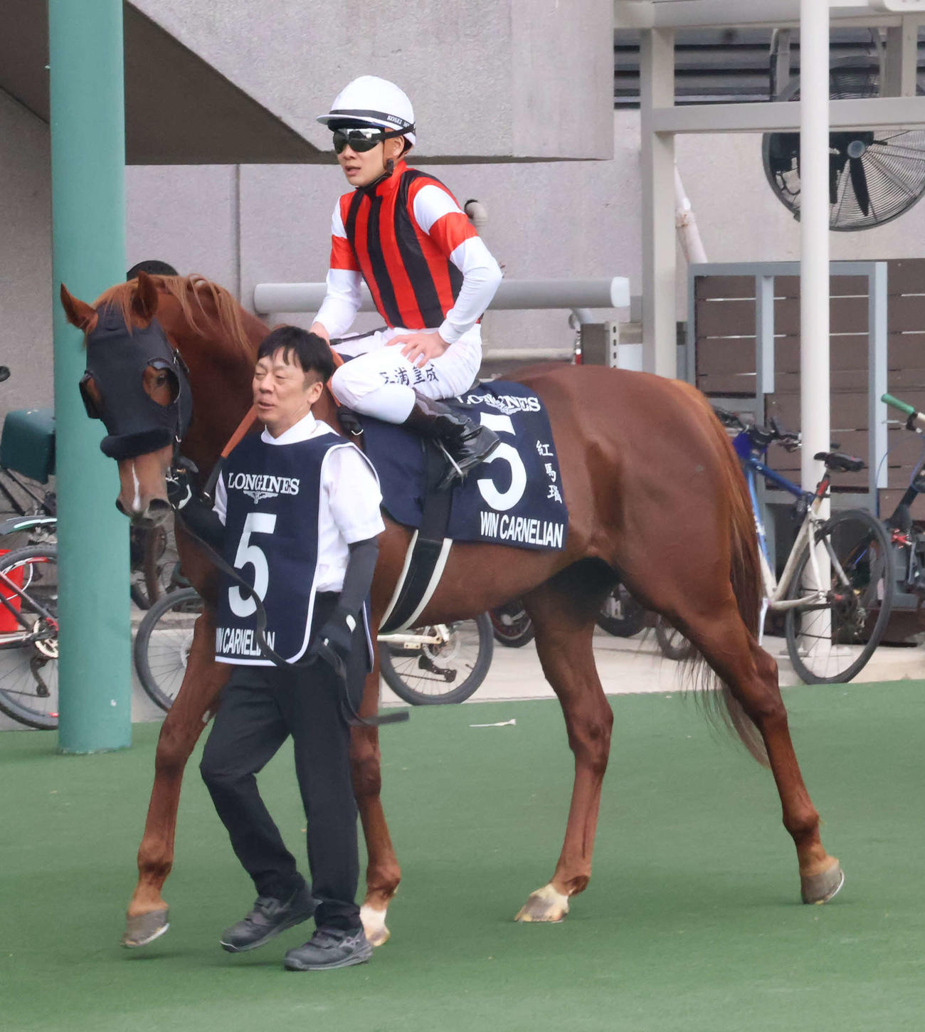 香港スプリント11着に敗れたウインカーネリアン（撮影・深田雄智）