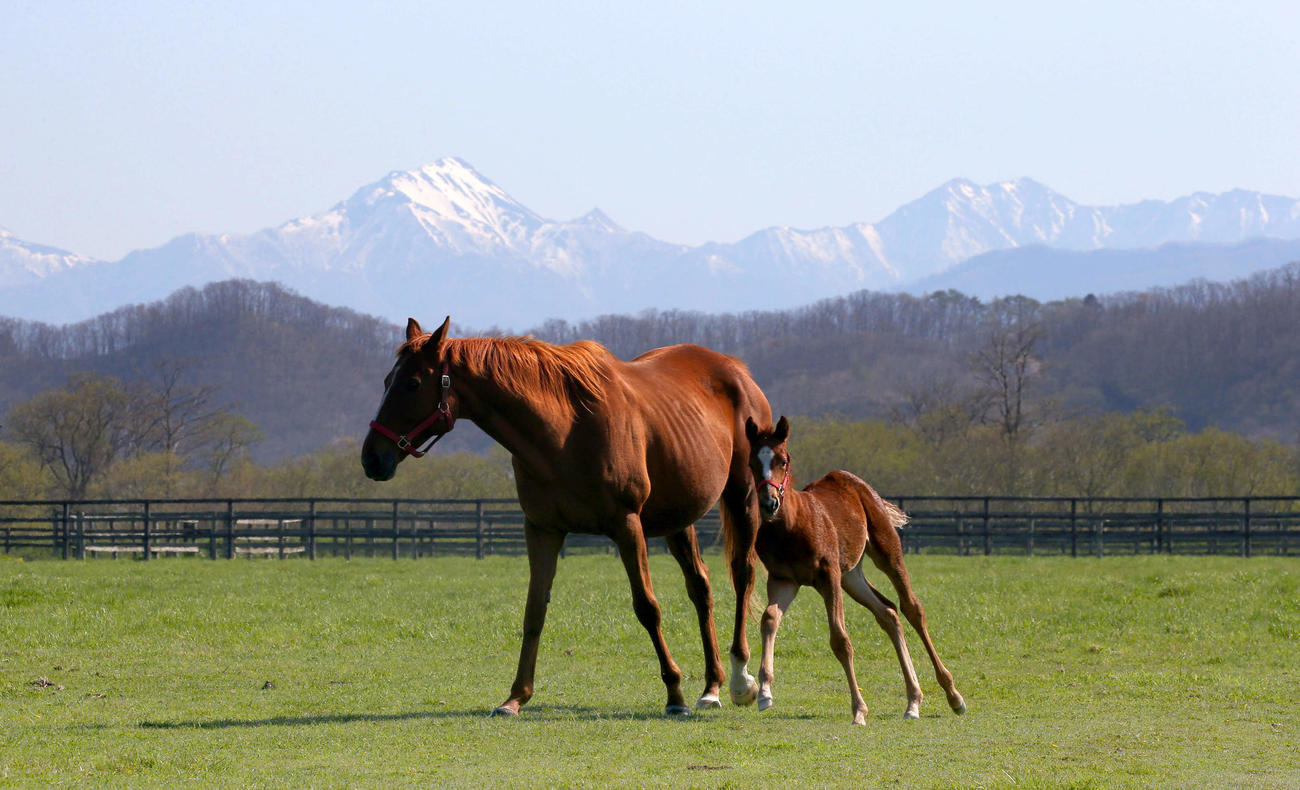 日高山脈を背にのんびり過ごす馬の親子たち