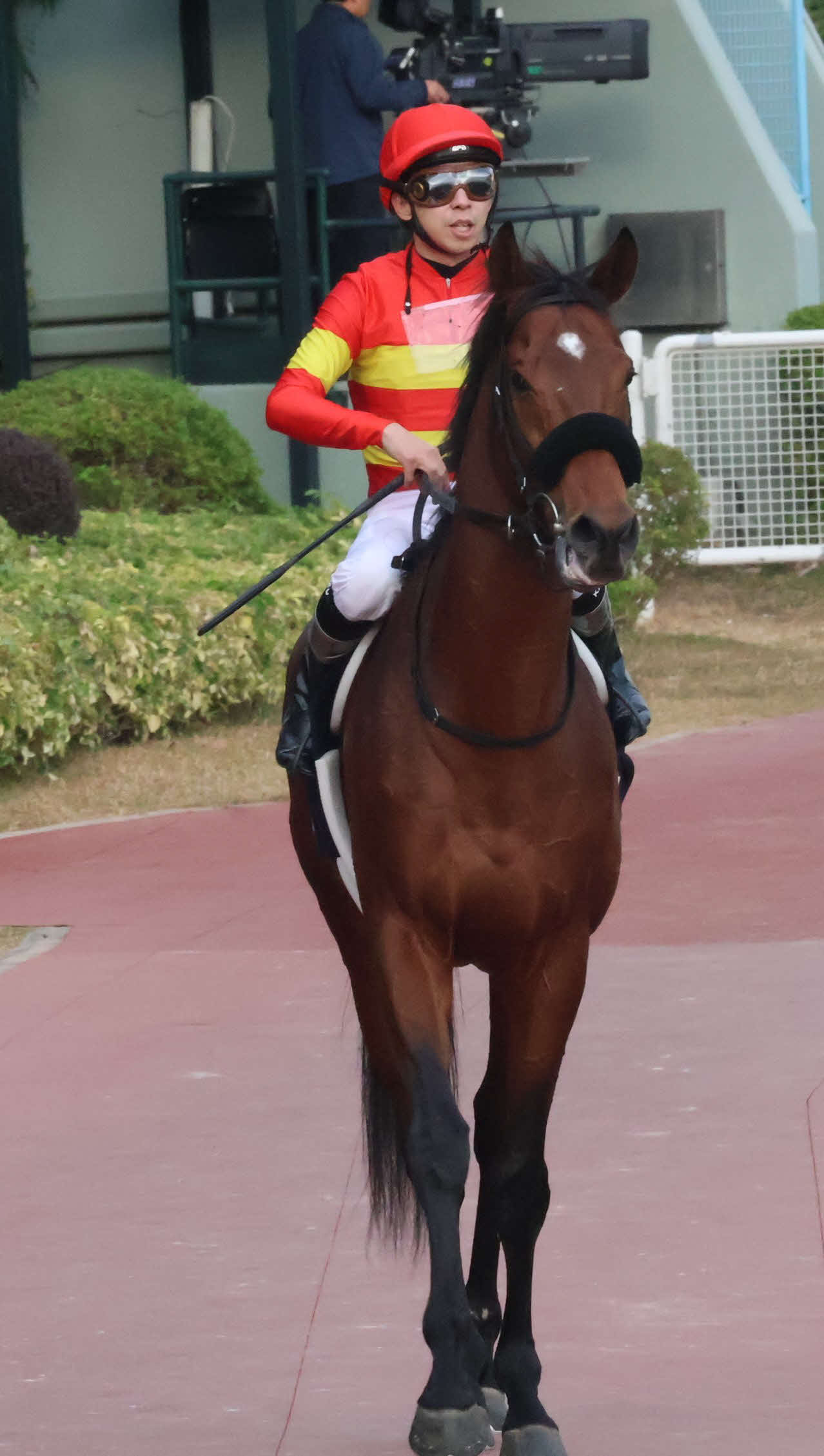 香港カップに出走したベラジオオペラ（撮影・深田雄智）