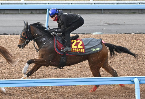 阪神JF12着のミツカネベネラは来年2月14日のクイーンCを視野に入れる