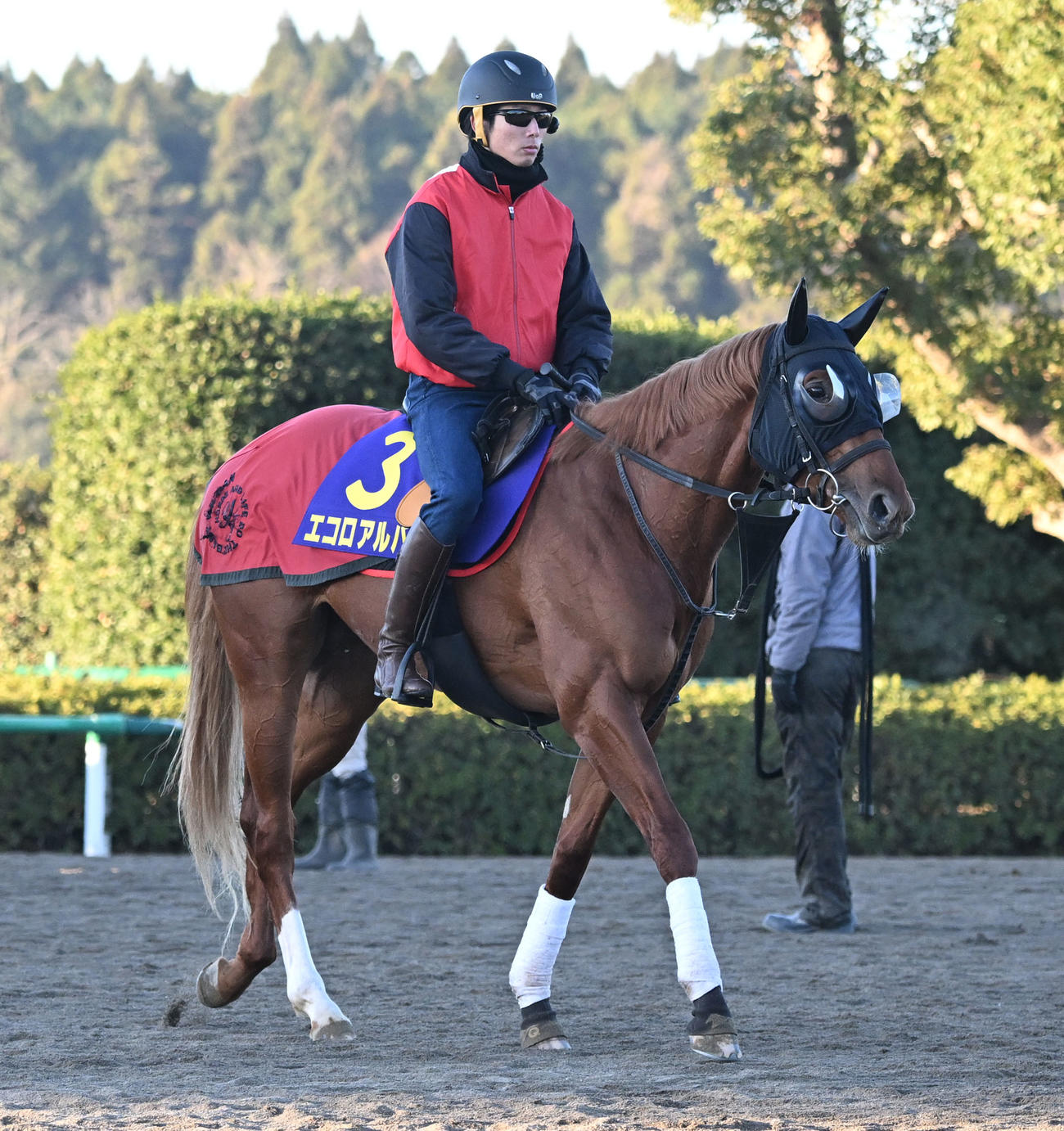 10日、追い切りを終え、馬場を出るエコロアルバ