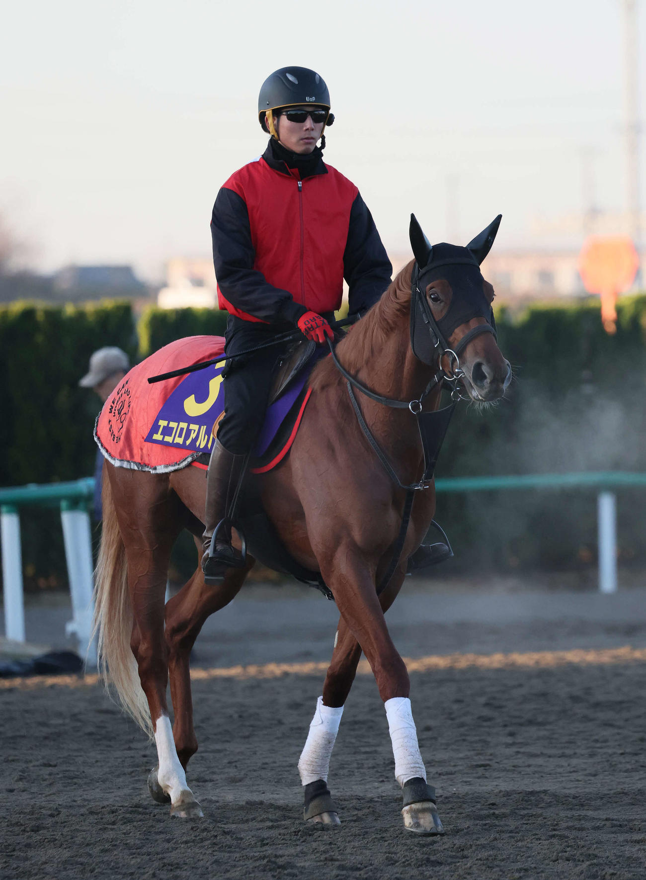 追い切りを終えて馬場を出るエコロアルバ（撮影・丹羽敏通）