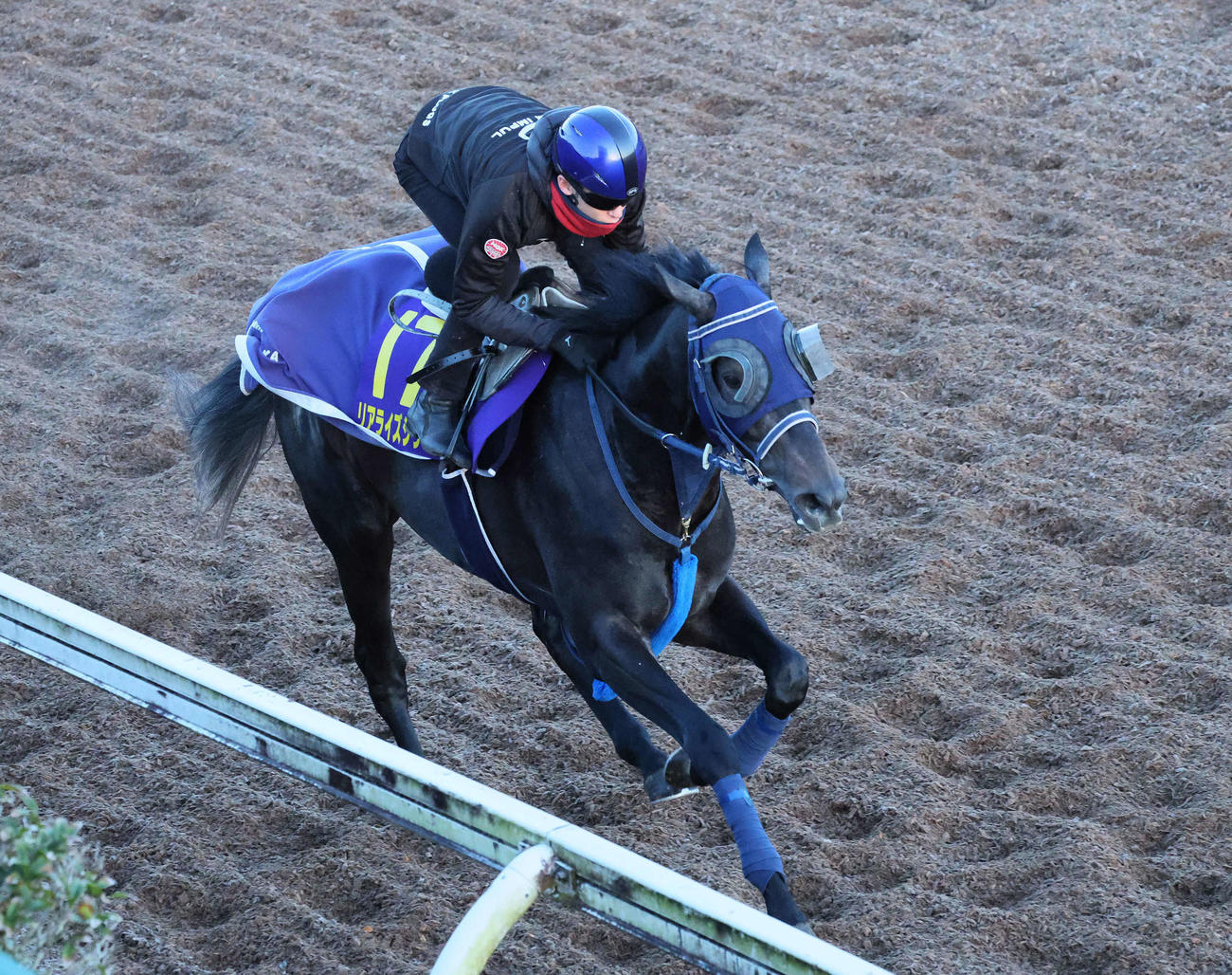 リアライズシリウスは津村騎手を背に美浦坂路を駆け上がった（撮影・丹羽敏通）