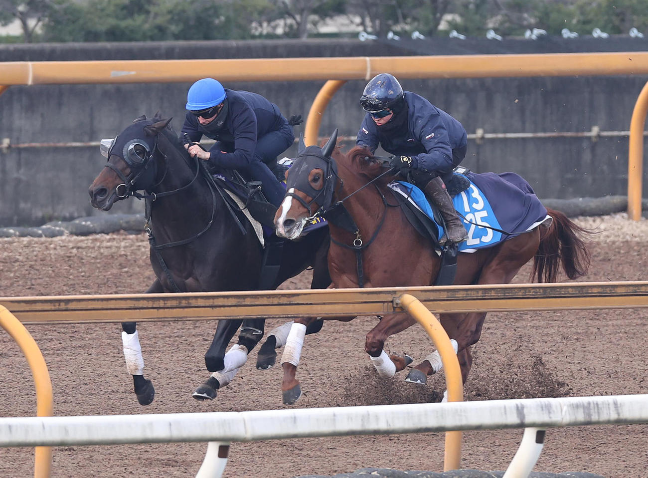 C・デムーロ騎手を背にCウッドを併せ馬で追い切るミュージアムマイル（左）（撮影・白石智彦）
