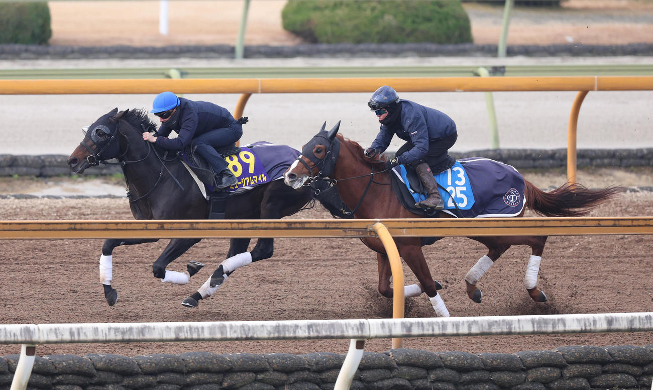C・デムーロ騎手を背にCウッドを併せ馬で追い切るミュージアムマイル（左）（撮影・白石智彦）