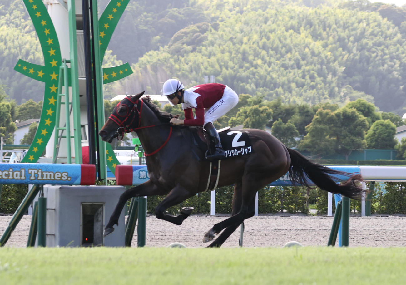 フリッカージャブ（2025年7月20日撮影）