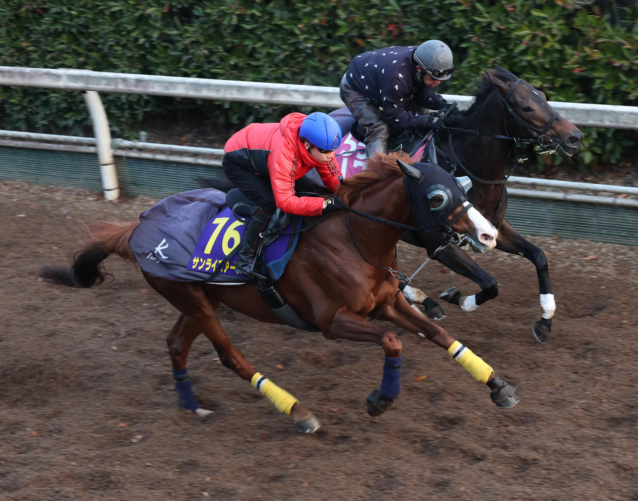 池添謙一騎手を背に坂路で併せ馬を行うサンライズアース（手前）