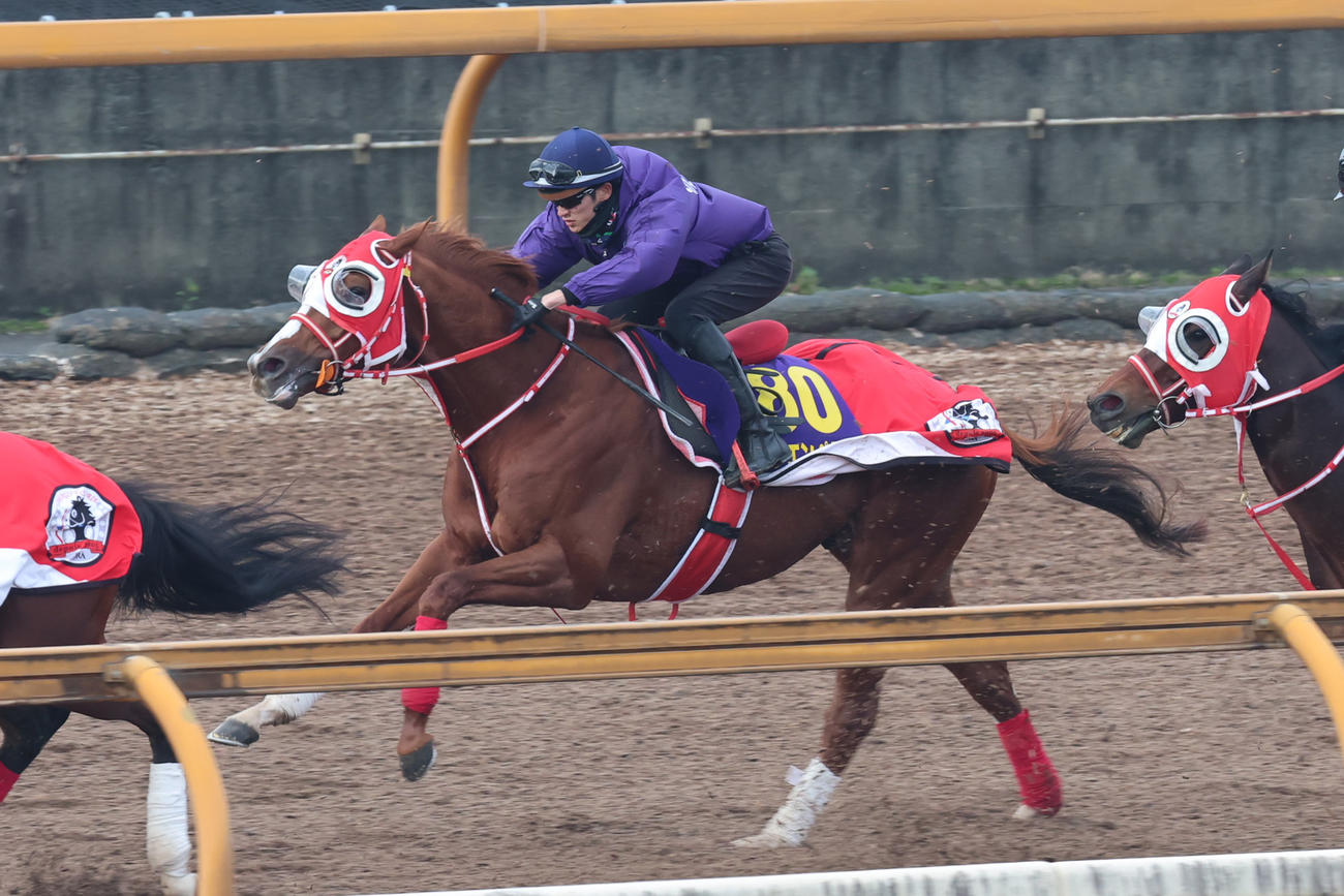 Cウッドコースで追い切られたシンエンペラー