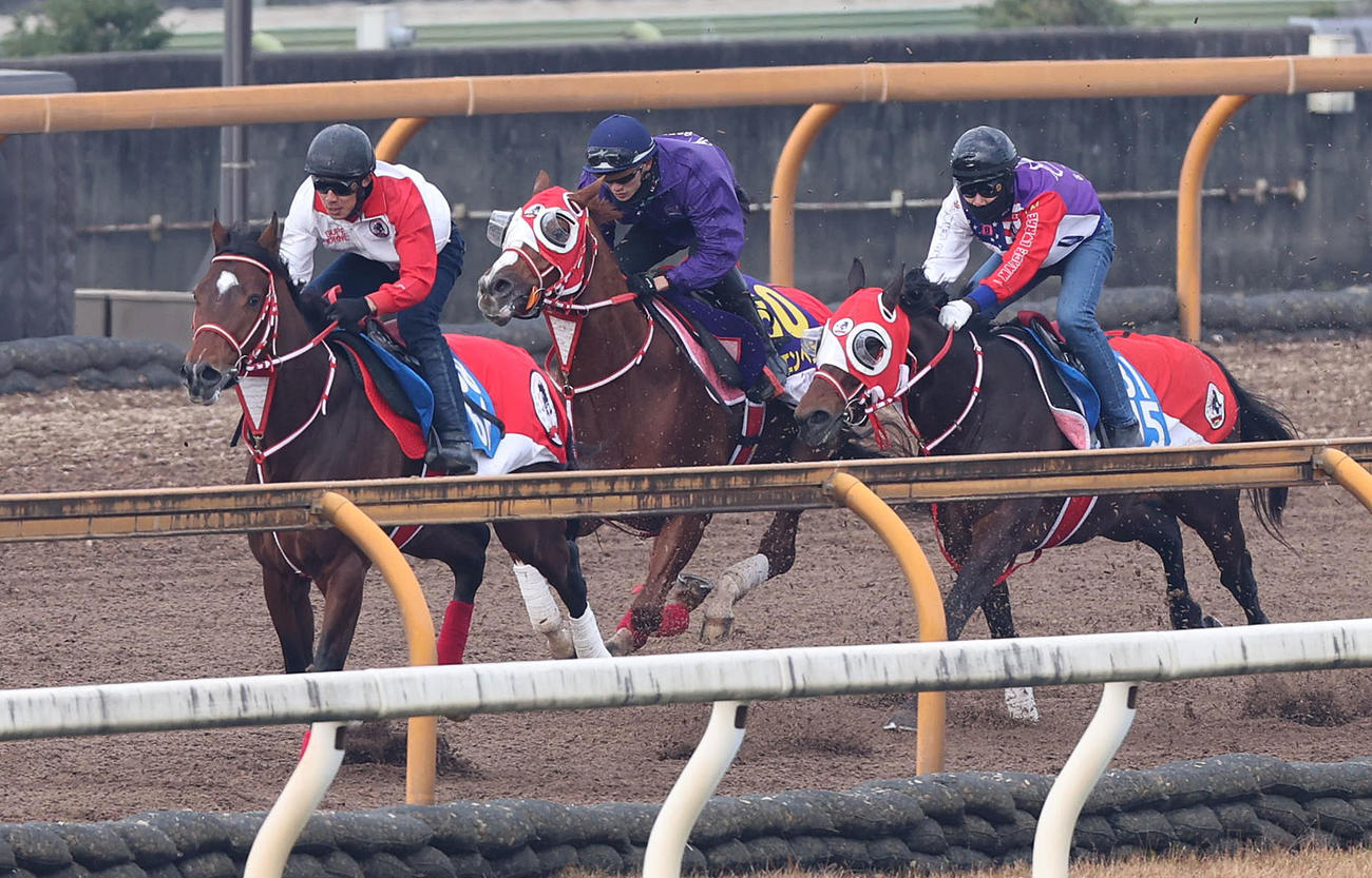坂井騎手を背にCウッドを3頭併せで追い切るシンエンペラー（中央）（撮影・白石智彦）