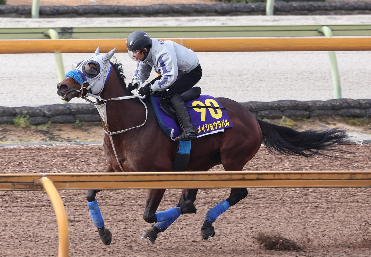 Cウッドを併せ馬で追い切るメイショウタバル（撮影・白石智彦）