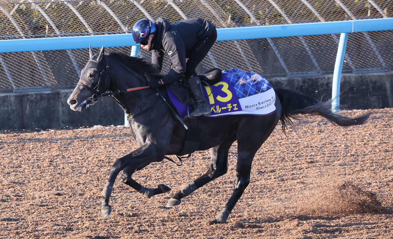 17日、美浦ウッドコースで追い切られるスペルーチェ