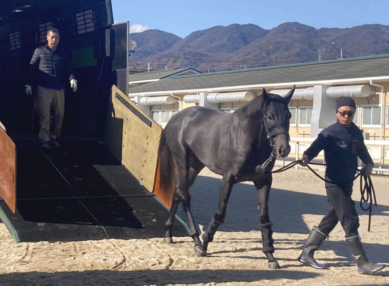阪神競馬場に到着したスペルーチェ（撮影・太田尚樹）