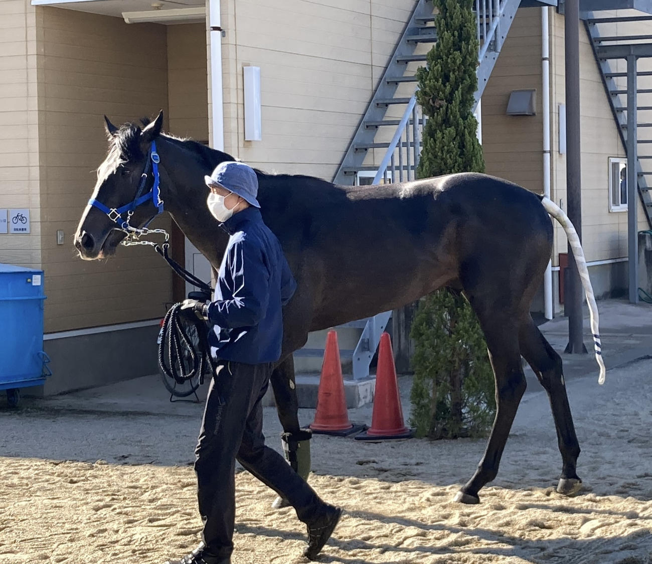 阪神競馬場に到着したリアライズシリウス（撮影・太田尚樹）