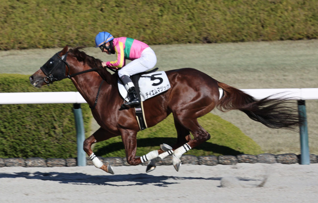 阪神4R 3歳以上障害オープンは難波騎手とテイエムマジックが最後の直線で抜け出し勝利した（撮影・西尾就之）