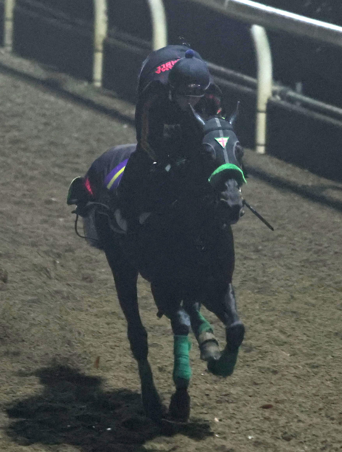 坂路を駆け上がるジャスティンパレス（撮影・白石智彦）