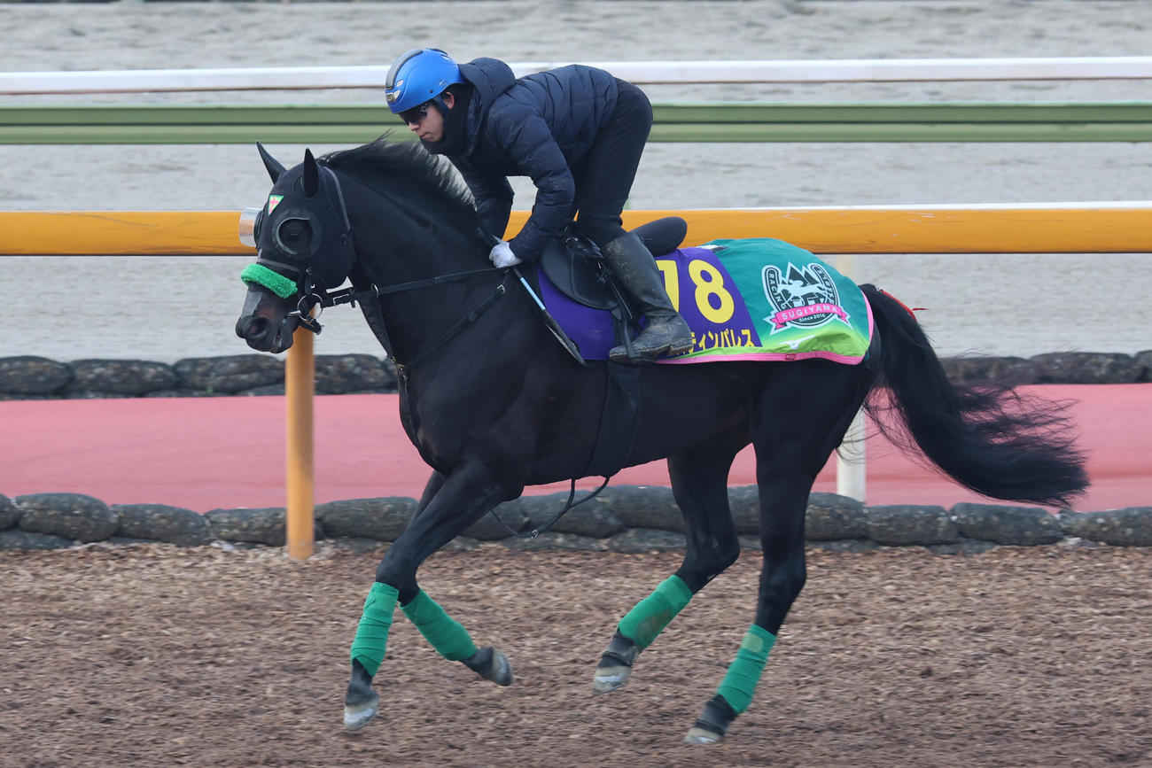 団野大成騎手が騎乗し追い切ったジャスティンパレス
