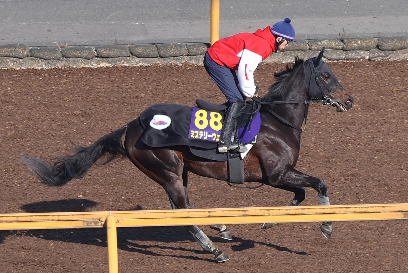 松本騎手を背にCウッドでキャンター調整するミステリーウェイ（撮影・白石智彦）