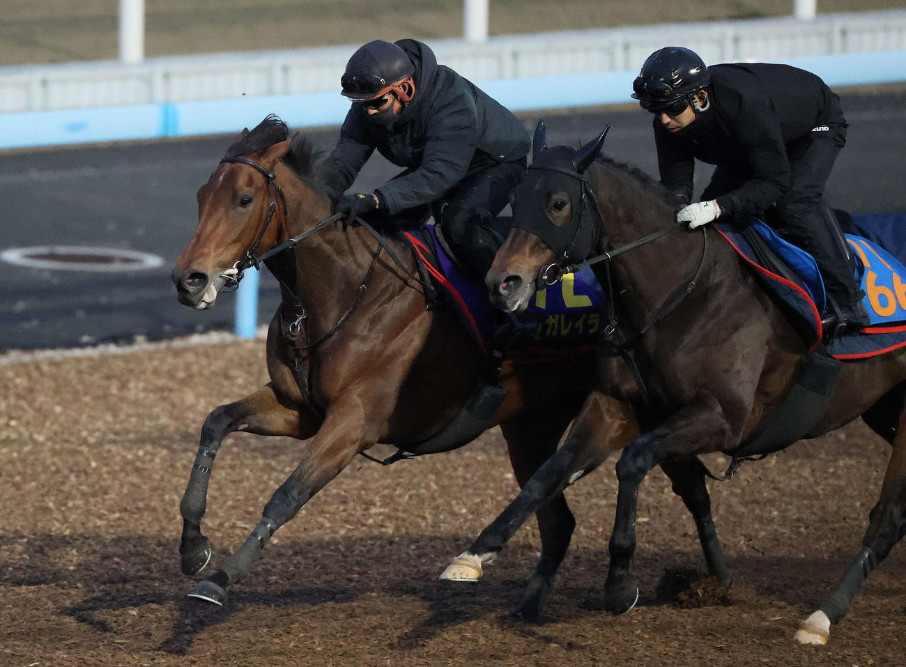 牝馬初の有馬記念連覇へ向けて美浦ウッドで追い切られたレガレイラ（奥）（撮影・丹羽敏通）
